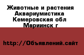 Животные и растения Аквариумистика. Кемеровская обл.,Мариинск г.